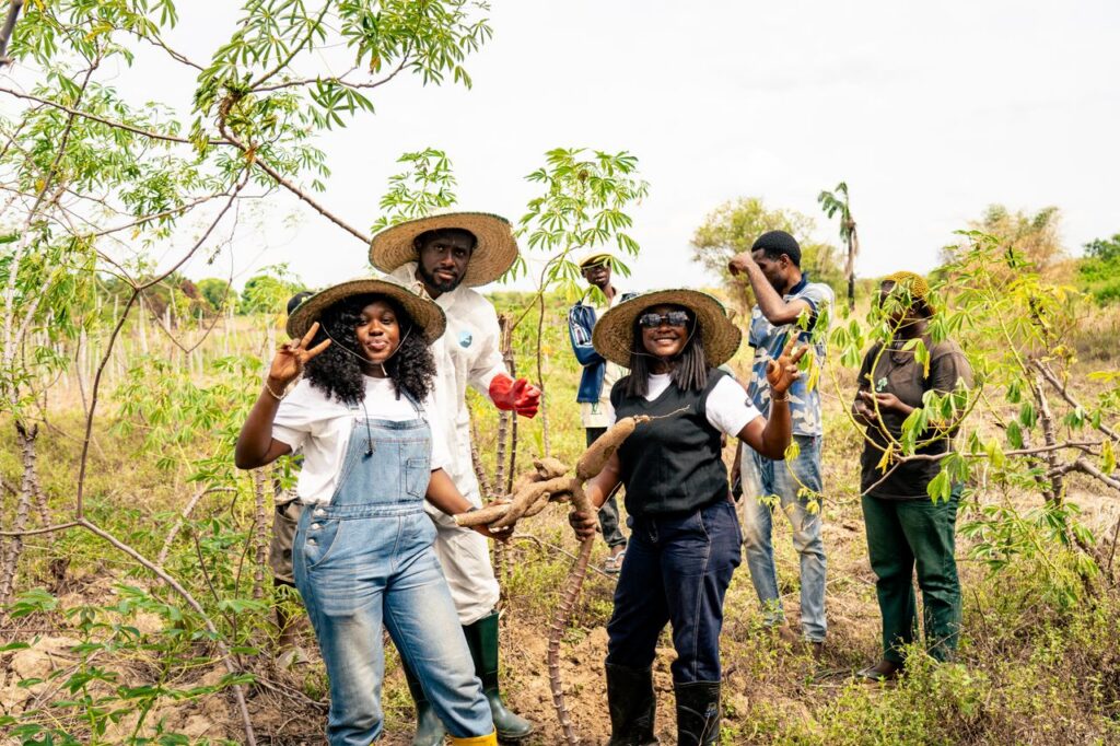 Group of farmers harvesting cassava in a field in Nigeria, showcasing teamwork and rural agriculture.